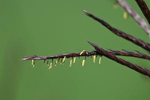 2025-08150096 Tower Hill Botanic Garden, MA